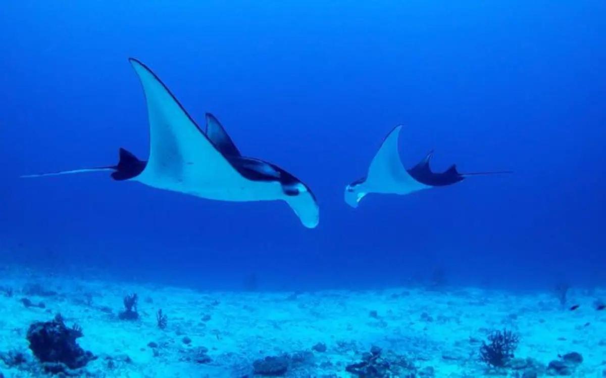White Sandy Beach-Best Manta Snorkeling Tethi Екстериор снимка