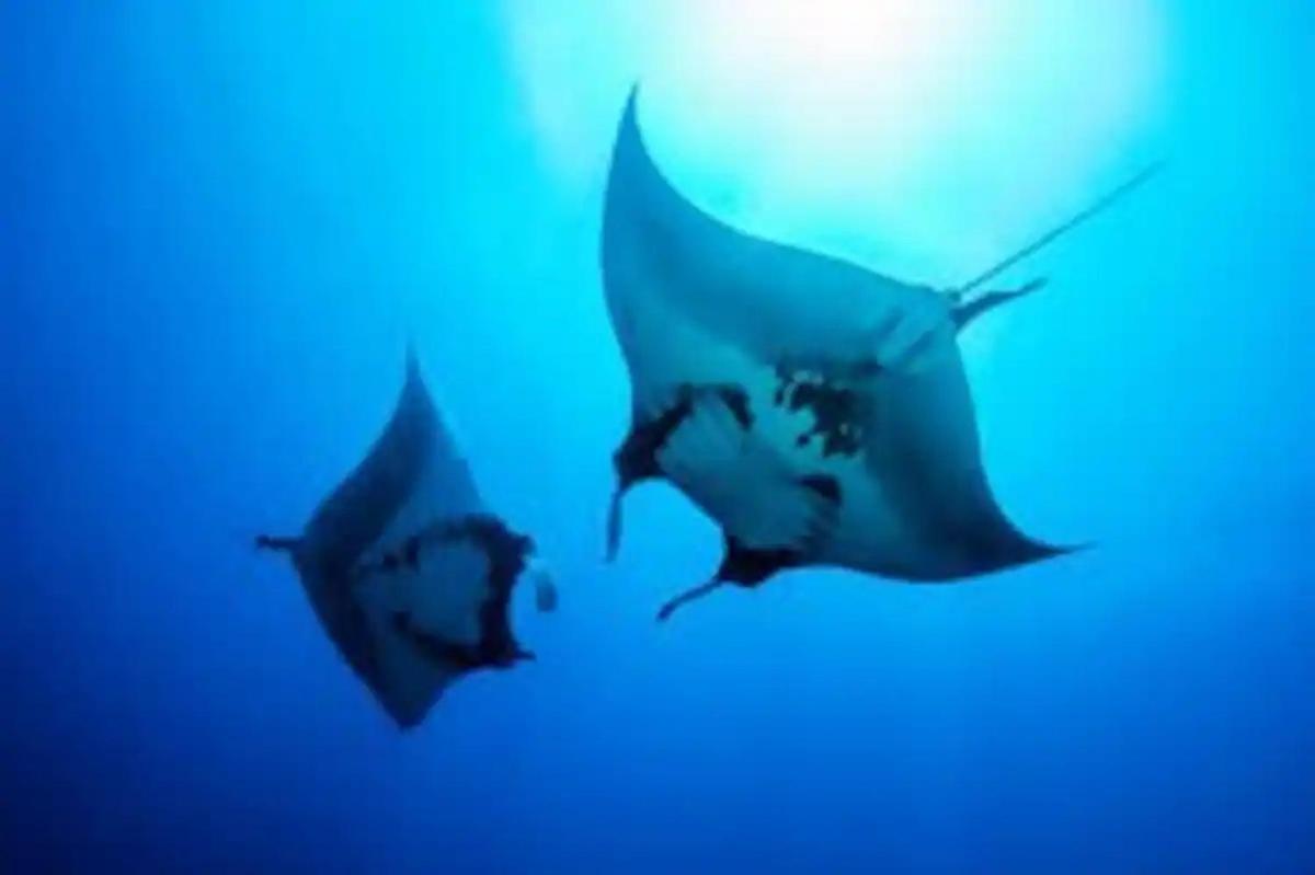 White Sandy Beach-Best Manta Snorkeling Tethi Екстериор снимка